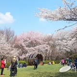 '안산 잔디마당' 숲속 공공예식장으로 무료 개방