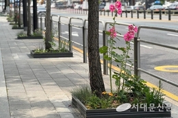 한 뼘의 자연, 서대문구 가로수 길 접시꽃으로
